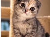 Vienetinės Whiskas spalvos mergaitė - nuotraukos Nr. 6
