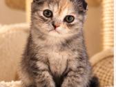 Vienetinės Whiskas spalvos mergaitė - nuotraukos Nr. 8