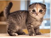 Vienetinės Whiskas spalvos mergaitė - nuotraukos Nr. 9