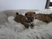 Shiba inu - nuotraukos Nr. 2
