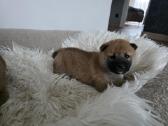 Shiba inu - nuotraukos Nr. 3