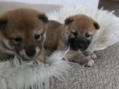 Shiba inu - nuotraukos Nr. 4