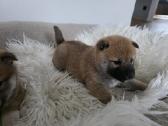 Shiba inu - nuotraukos Nr. 6