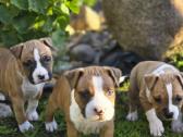 Kilminga Amstaff kalytė - nuotraukos Nr. 3