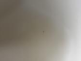 Vitra Eames Plastic Armchair - nuotraukos Nr. 8