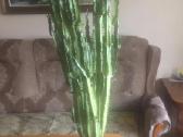 Kaktusas 95cm - nuotraukos Nr. 2