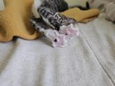 5 mėn. kačiukas ieško namų - nuotraukos Nr. 11