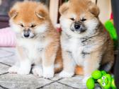 Kilmingi Japonų Akita šuniukai su dokumentais - nuotraukos Nr. 4