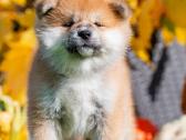 Kilmingi Japonų Akita šuniukai su dokumentais - nuotraukos Nr. 5