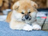 Kilmingi Japonų Akita šuniukai su dokumentais - nuotraukos Nr. 9