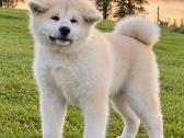 Kilmingi, grynakraujai japonų akita šuniukai - nuotraukos Nr. 8