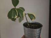 Hoya carnosa kerii variegata vaškuolė - nuotraukos Nr. 2
