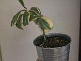 Hoya carnosa kerii variegata vaškuolė - nuotraukos Nr. 3