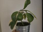 Hoya carnosa kerii variegata vaškuolė - nuotraukos Nr. 4