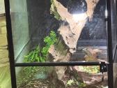 Iguana su terariumu - nuotraukos Nr. 2