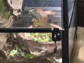 Iguana su terariumu - nuotraukos Nr. 3