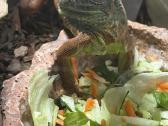 Iguana su terariumu - nuotraukos Nr. 4