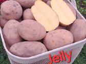 Ekologiškai augintos bulvės Jelly ir Laura - nuotraukos Nr. 3