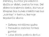 Ekologiškai augintos bulvės Jelly ir Laura - nuotraukos Nr. 4