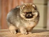Pomeraniukai (berniukas ir mergaitė) - nuotraukos Nr. 3