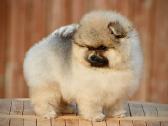 Pomeraniukai (berniukas ir mergaitė) - nuotraukos Nr. 7