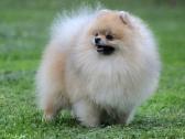 Pomeraniukai (berniukas ir mergaitė) - nuotraukos Nr. 10