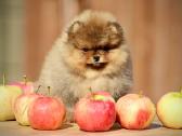 Pomeraniukai - nuotraukos Nr. 2