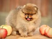 Pomeraniukai - nuotraukos Nr. 3