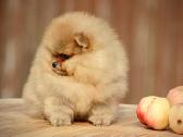 Pomeraniukai - nuotraukos Nr. 5