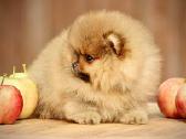 Pomeraniukai - nuotraukos Nr. 7