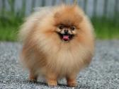 Pomeraniukai - nuotraukos Nr. 9
