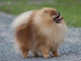 Pomeraniukai - nuotraukos Nr. 10