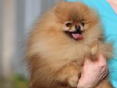 Pomeraniukai - nuotraukos Nr. 11