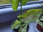 Syngonium milk confeti tricolour 6eur - nuotraukos Nr. 6