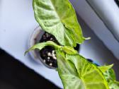 Syngonium milk confeti tricolour 4eur - nuotraukos Nr. 7