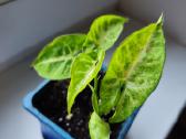 Syngonium milk confeti tricolour 4eur - nuotraukos Nr. 8