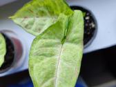 Syngonium milk confeti tricolour 4eur - nuotraukos Nr. 9