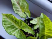 Syngonium milk confeti tricolour 6eur - nuotraukos Nr. 10