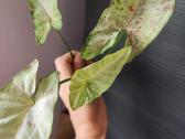 Syngonium milk confeti tricolour 6eur - nuotraukos Nr. 2