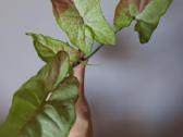 Syngonium milk confeti tricolour 6eur - nuotraukos Nr. 11
