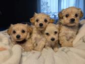 Maltipoo šuniukai pasiruošę vykti į naujus namus - nuotraukos Nr. 3