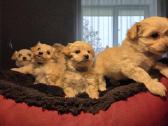 Maltipoo šuniukai pasiruošę vykti į naujus namus - nuotraukos Nr. 4