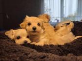 Maltipoo šuniukai pasiruošę vykti į naujus namus - nuotraukos Nr. 5