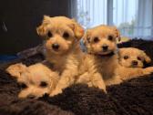 Maltipoo šuniukai pasiruošę vykti į naujus namus - nuotraukos Nr. 6
