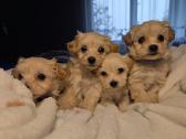 Maltipoo šuniukai pasiruošę vykti į naujus namus - nuotraukos Nr. 7