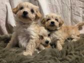 Maltipoo šuniukai pasiruošę vykti į naujus namus - nuotraukos Nr. 2