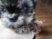 Jorkai - nuotraukos Nr. 2