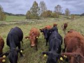 Ekologinis Ūkis Parduoda Angus Mišrūnes Telyčias - nuotraukos Nr. 2