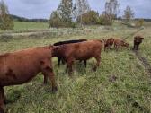 Ekologinis Ūkis Parduoda Angus Mišrūnes Telyčias - nuotraukos Nr. 4