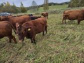 Ekologinis Ūkis Parduoda Angus Mišrūnes Telyčias - nuotraukos Nr. 5